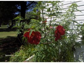 10 Houghtaling Road Port Crane, NY 13833 - Photo 15 of 16 Gallery Image 15