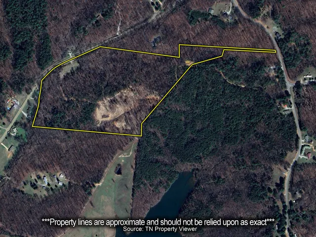 a view of a forest with trees in the background