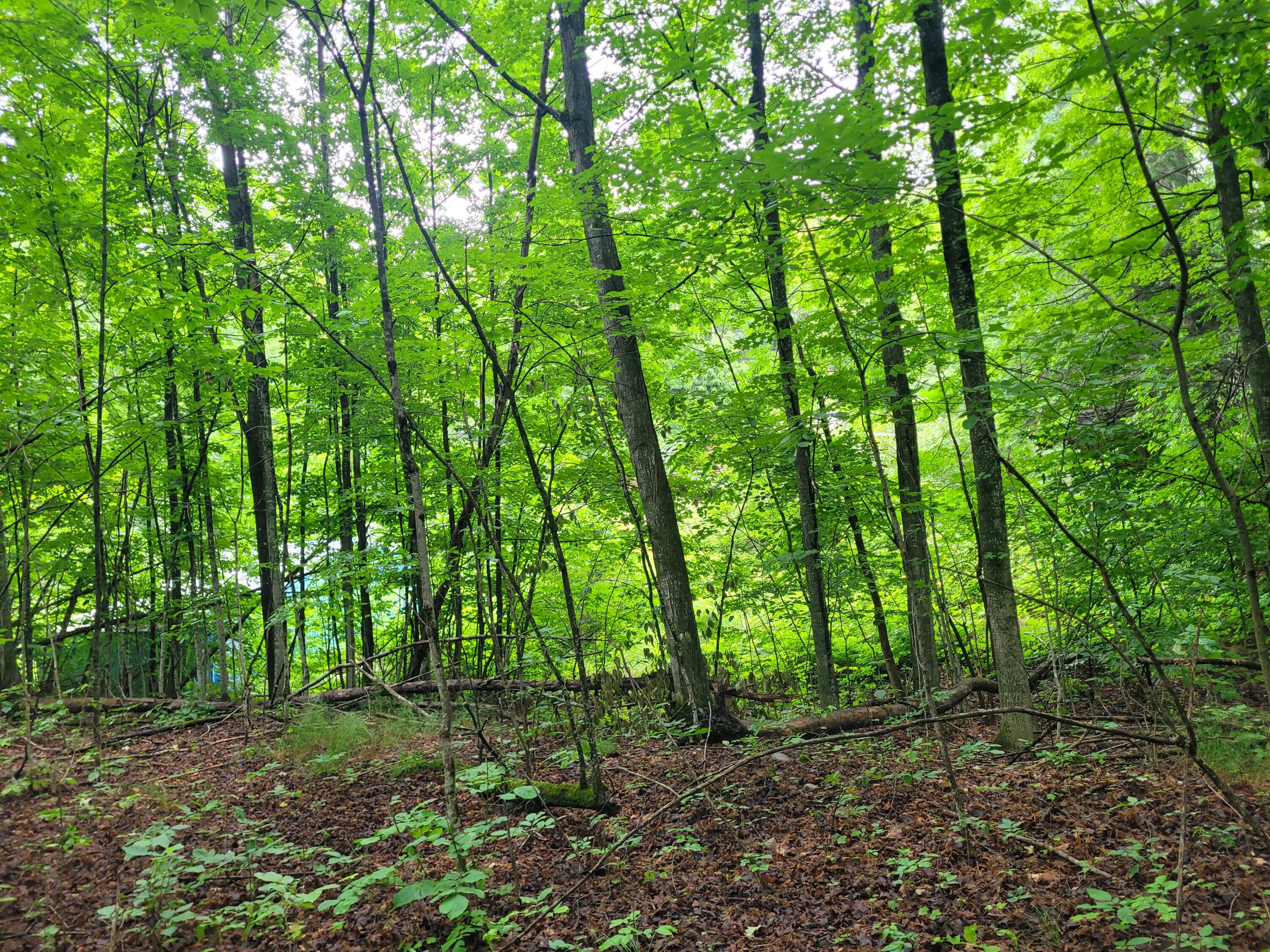 11408 Manier Road Atlanta, MI 49709 - Photo 15 of 32 Gallery Image 15