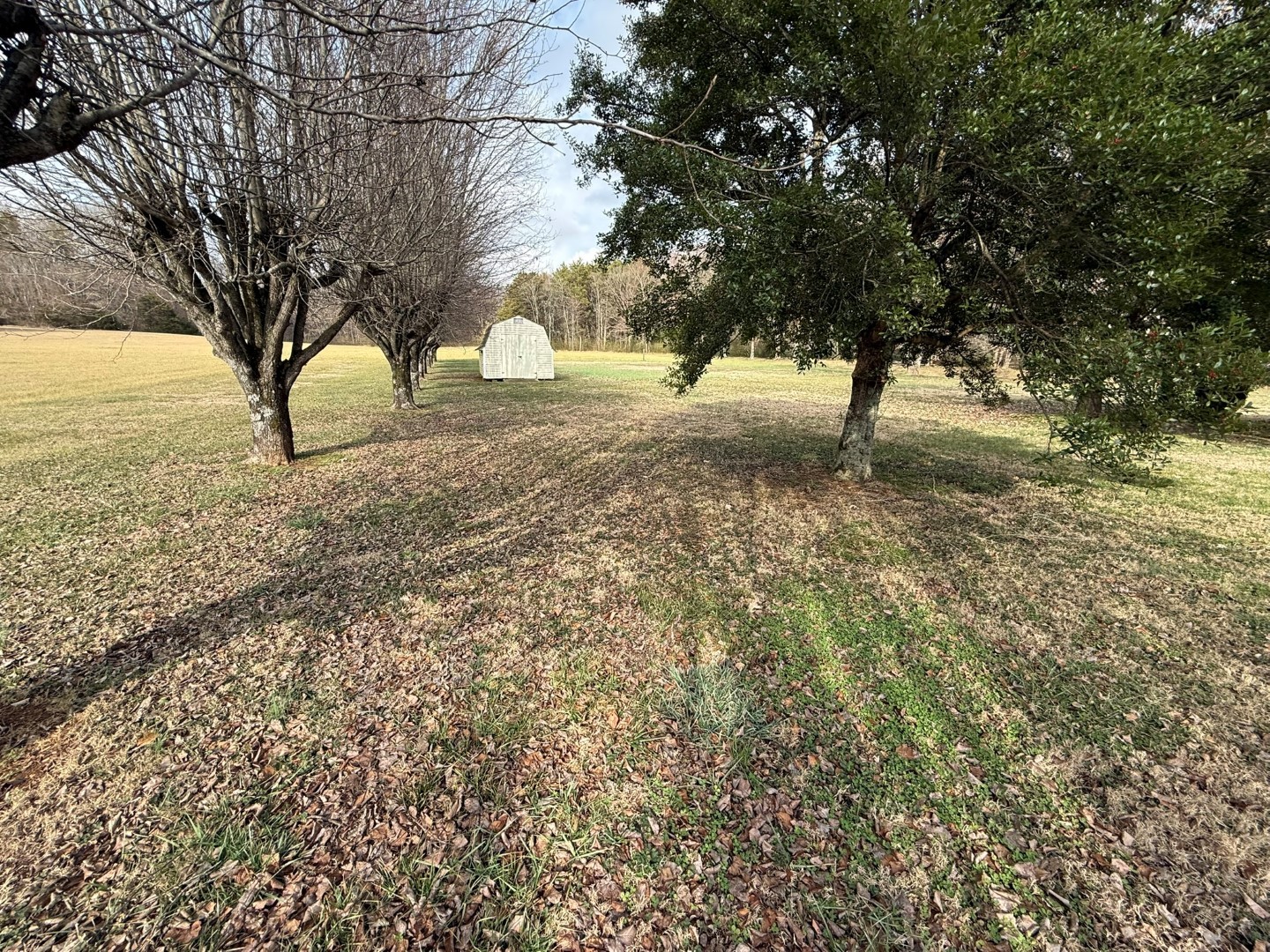4197 Betty Ford Road Murfreesboro, TN 37130 - Photo 6 of 27 a view of yard with trees