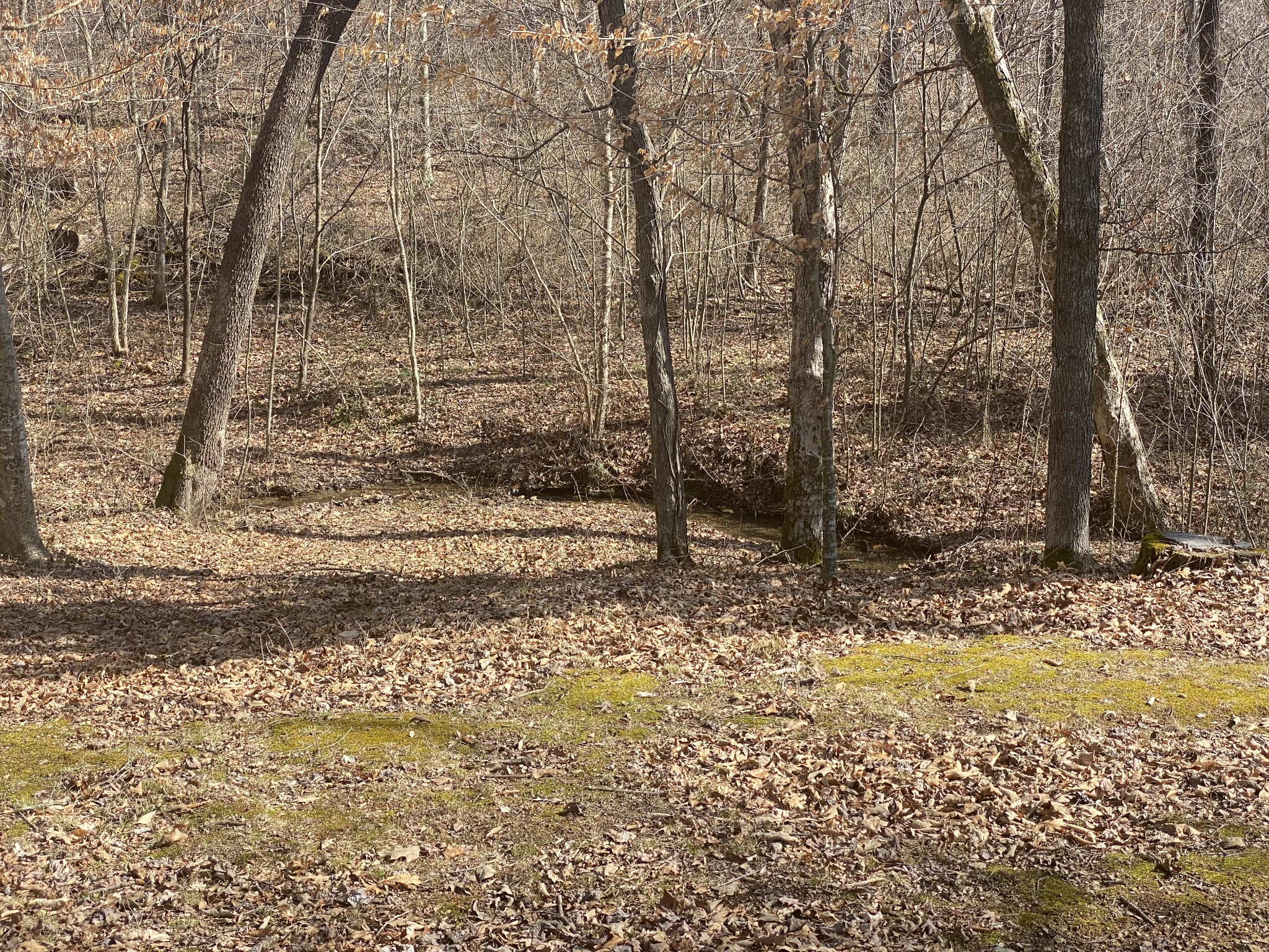 2322 Gas Hollow Road Lafayette, TN 37083 - Photo 7 of 28 Gallery Image 7