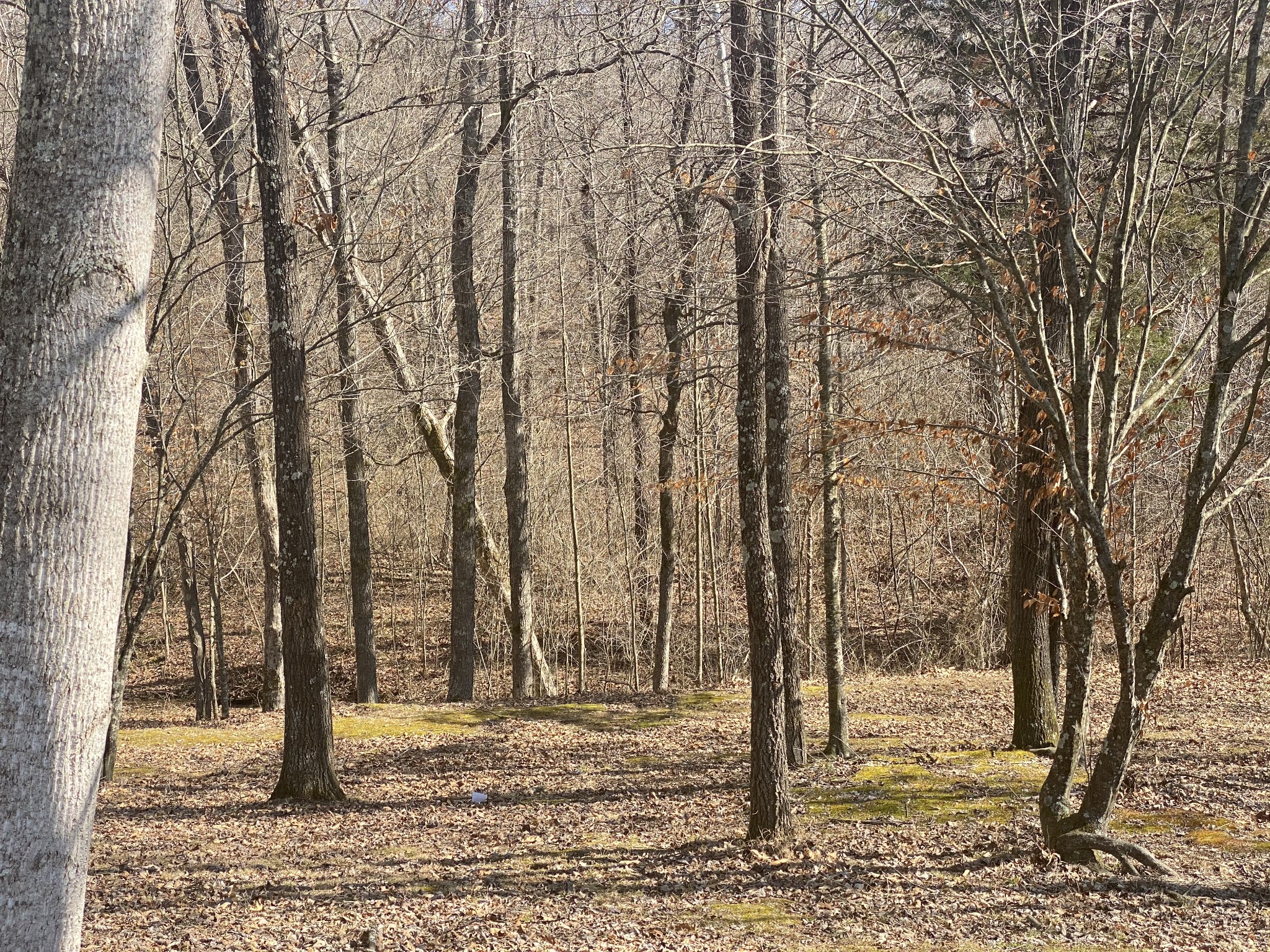 2322 Gas Hollow Road Lafayette, TN 37083 - Photo 8 of 28 Gallery Image 8