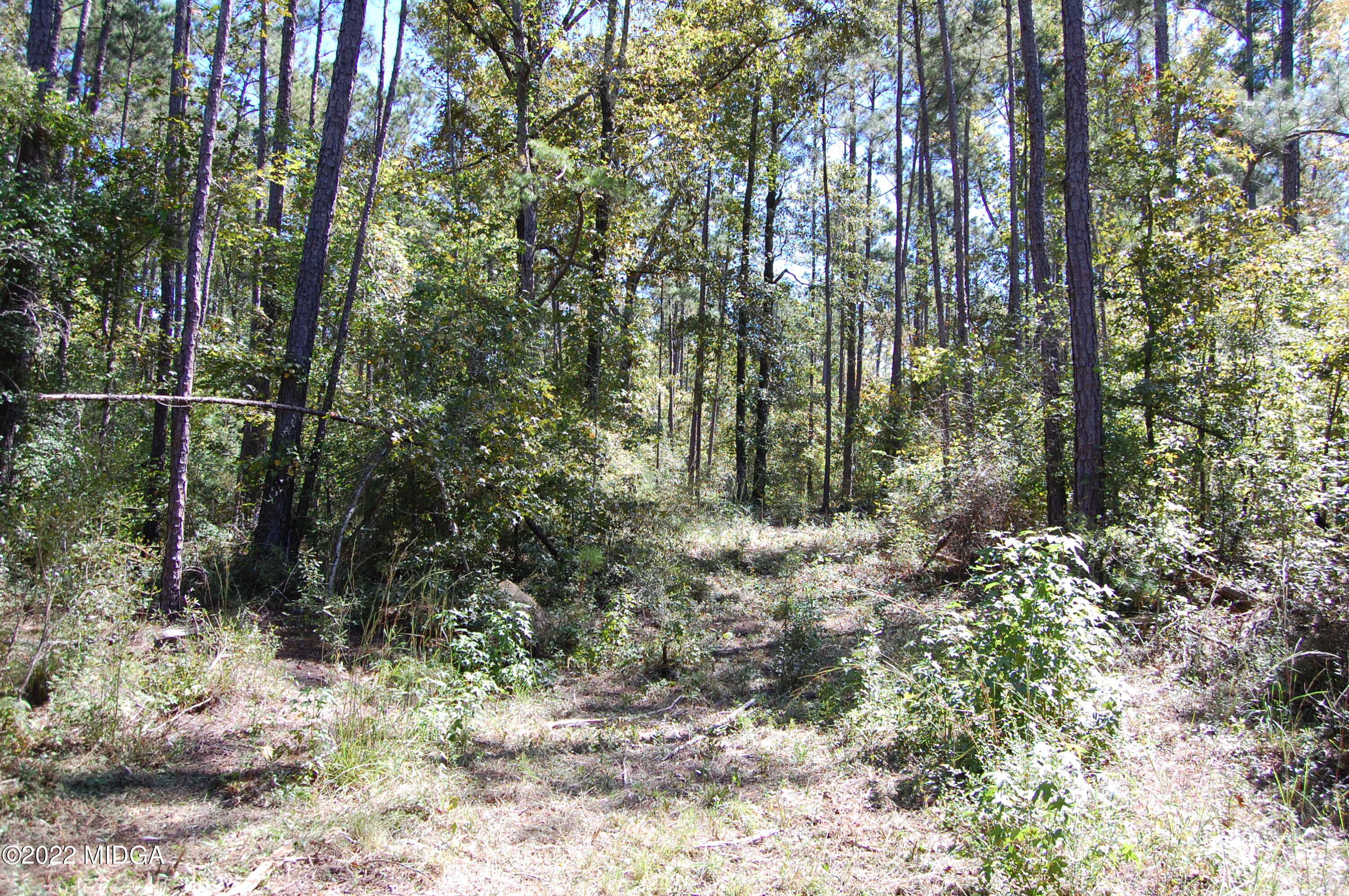 3125 Hamlin Road Lizella, GA 31052 - Photo 11 of 26 a view of forest