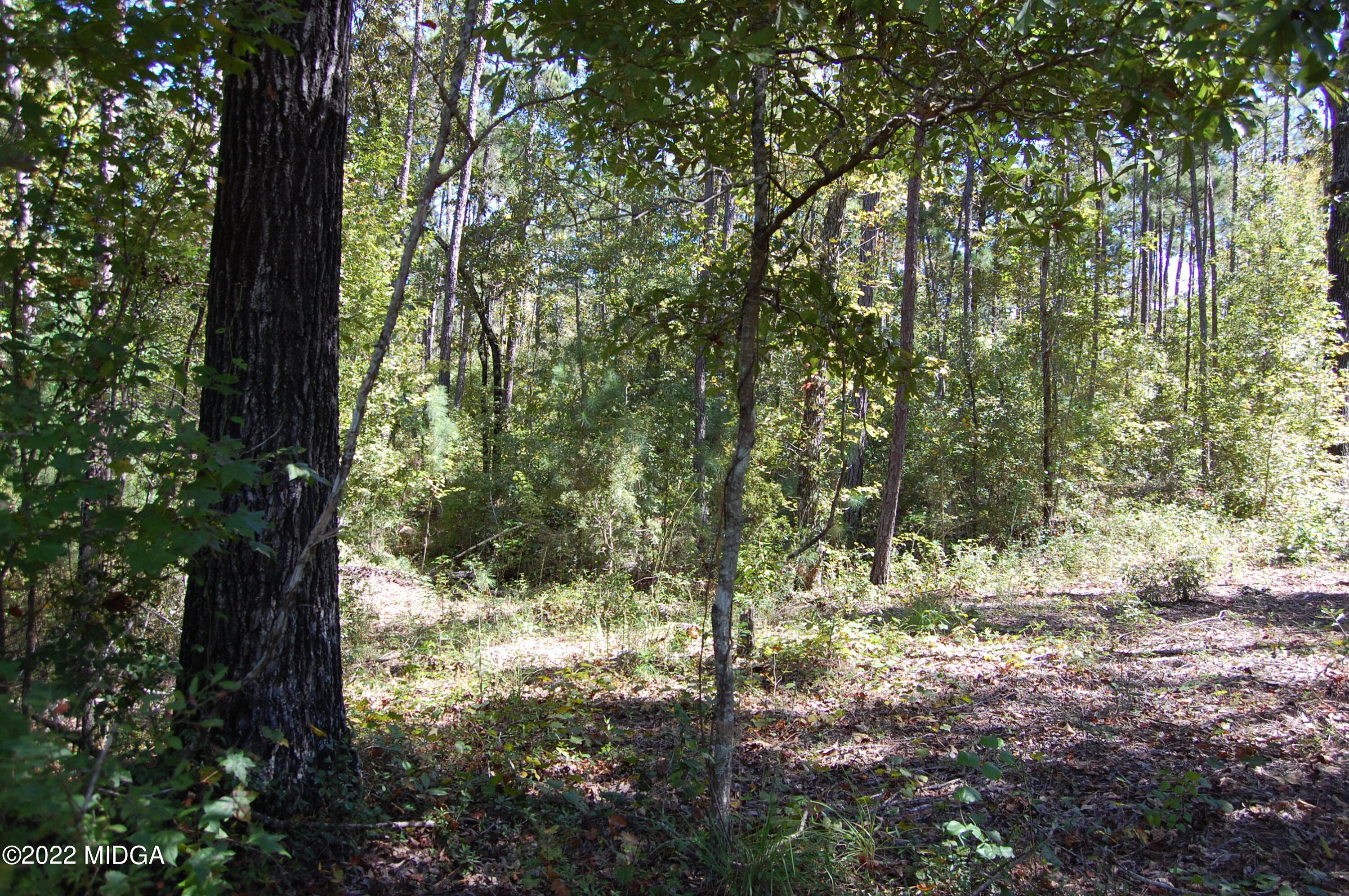 3125 Hamlin Road Lizella, GA 31052 - Photo 13 of 26 a view of a yard with a tree