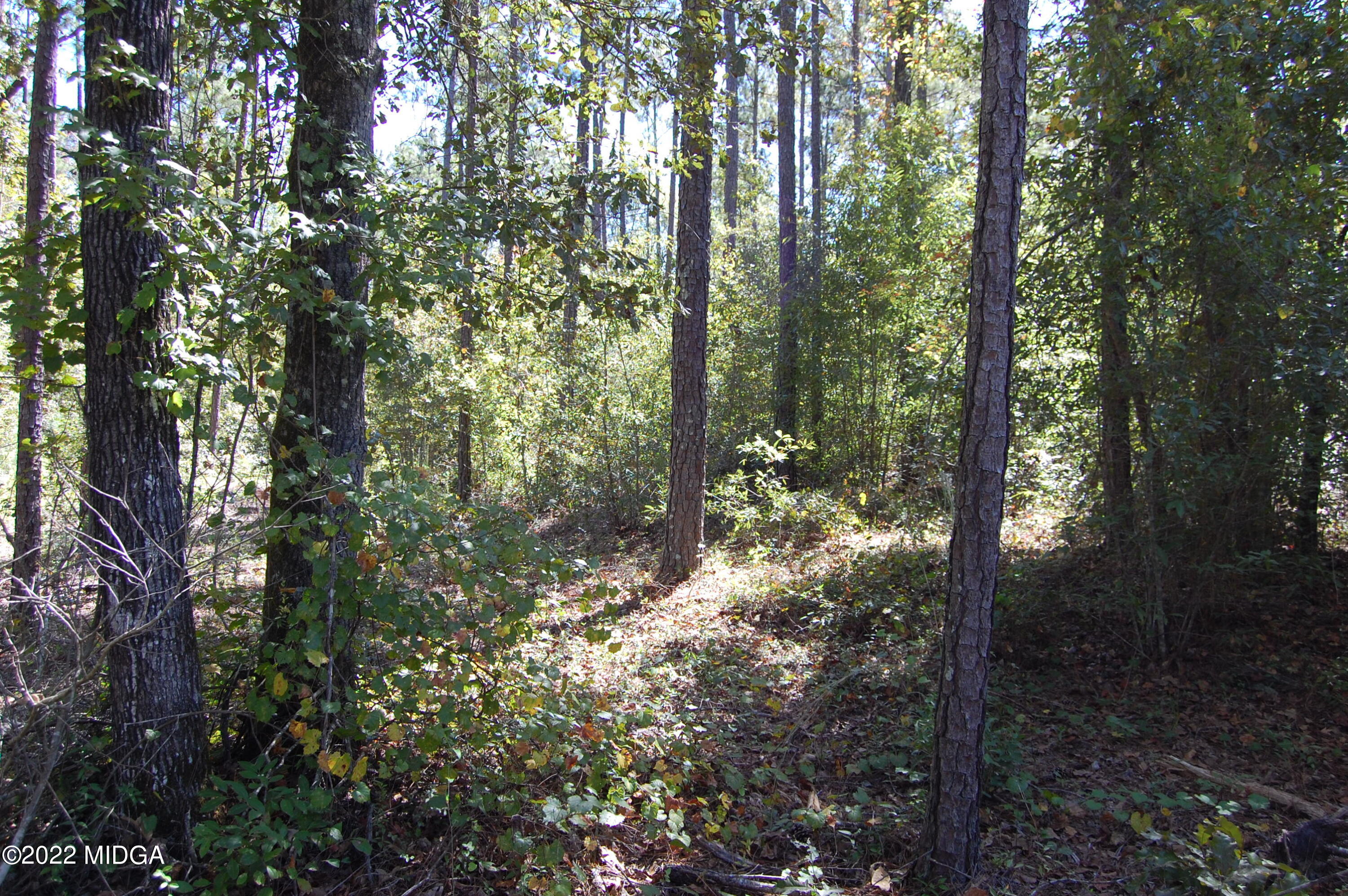 3125 Hamlin Road Lizella, GA 31052 - Photo 14 of 26 a view of forest