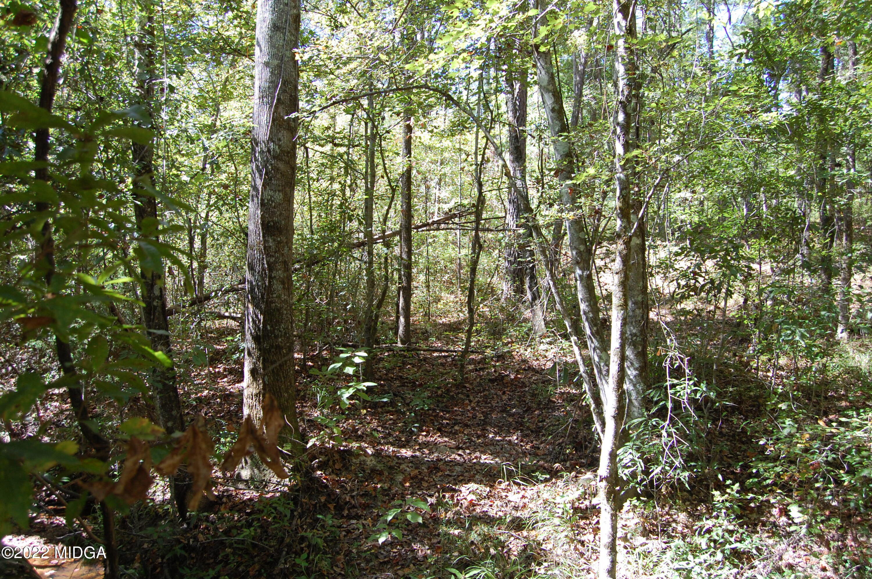 3125 Hamlin Road Lizella, GA 31052 - Photo 20 of 26 a view of forest