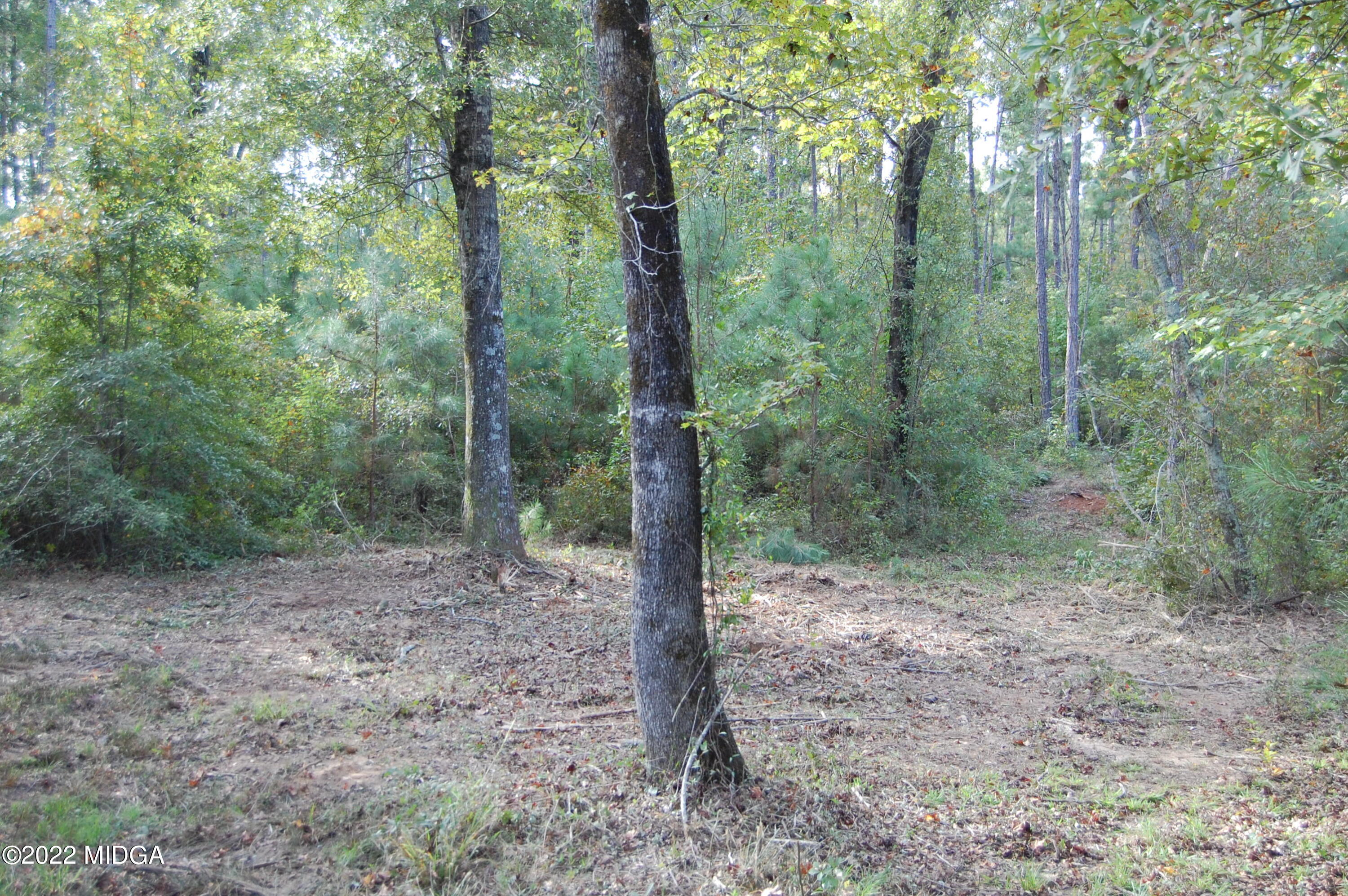 3125 Hamlin Road Lizella, GA 31052 - Photo 22 of 26 a view of a forest with trees in the background