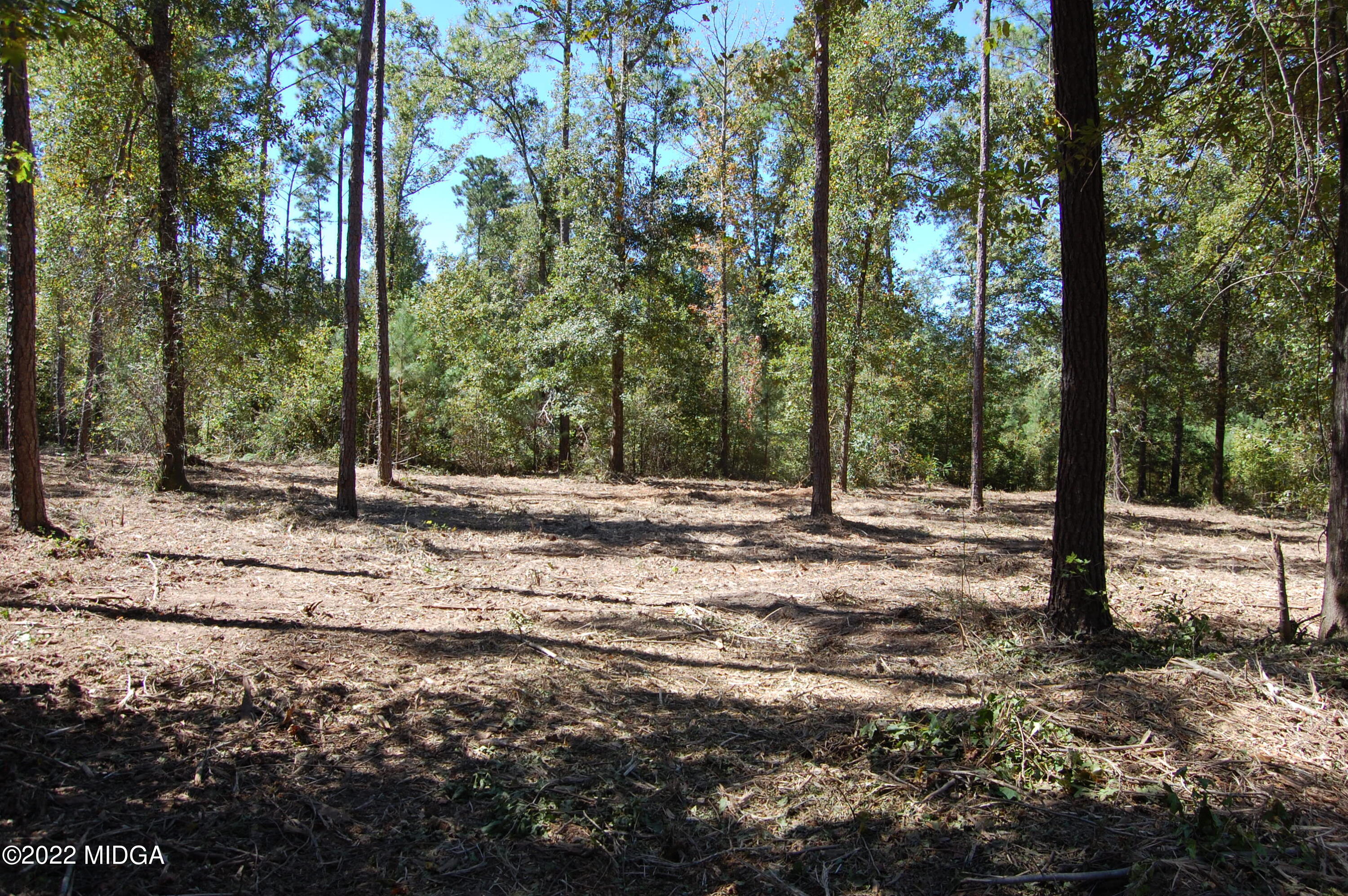 3125 Hamlin Road Lizella, GA 31052 - Photo 4 of 26 a view of a tree in the middle of a yard