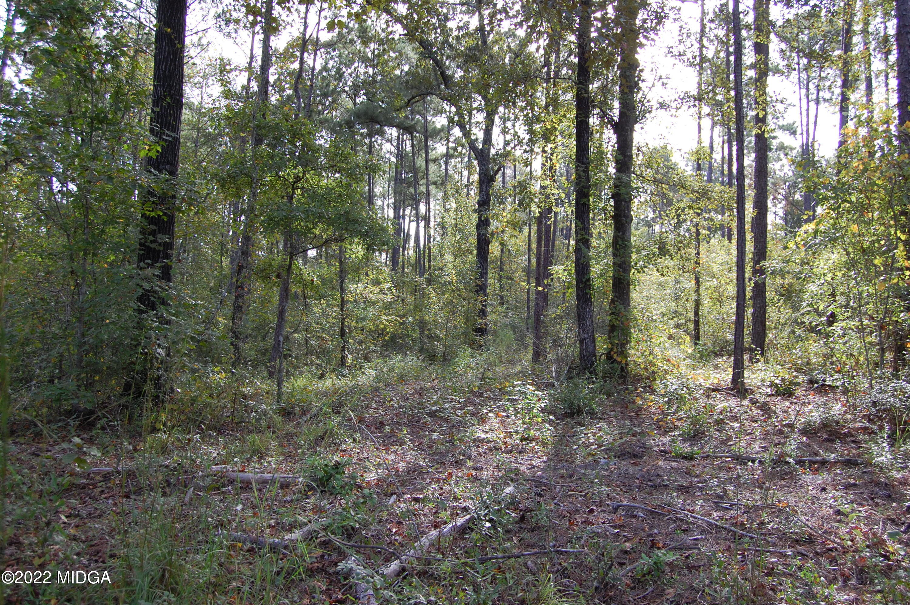 3125 Hamlin Road Lizella, GA 31052 - Photo 6 of 26 a view of forest