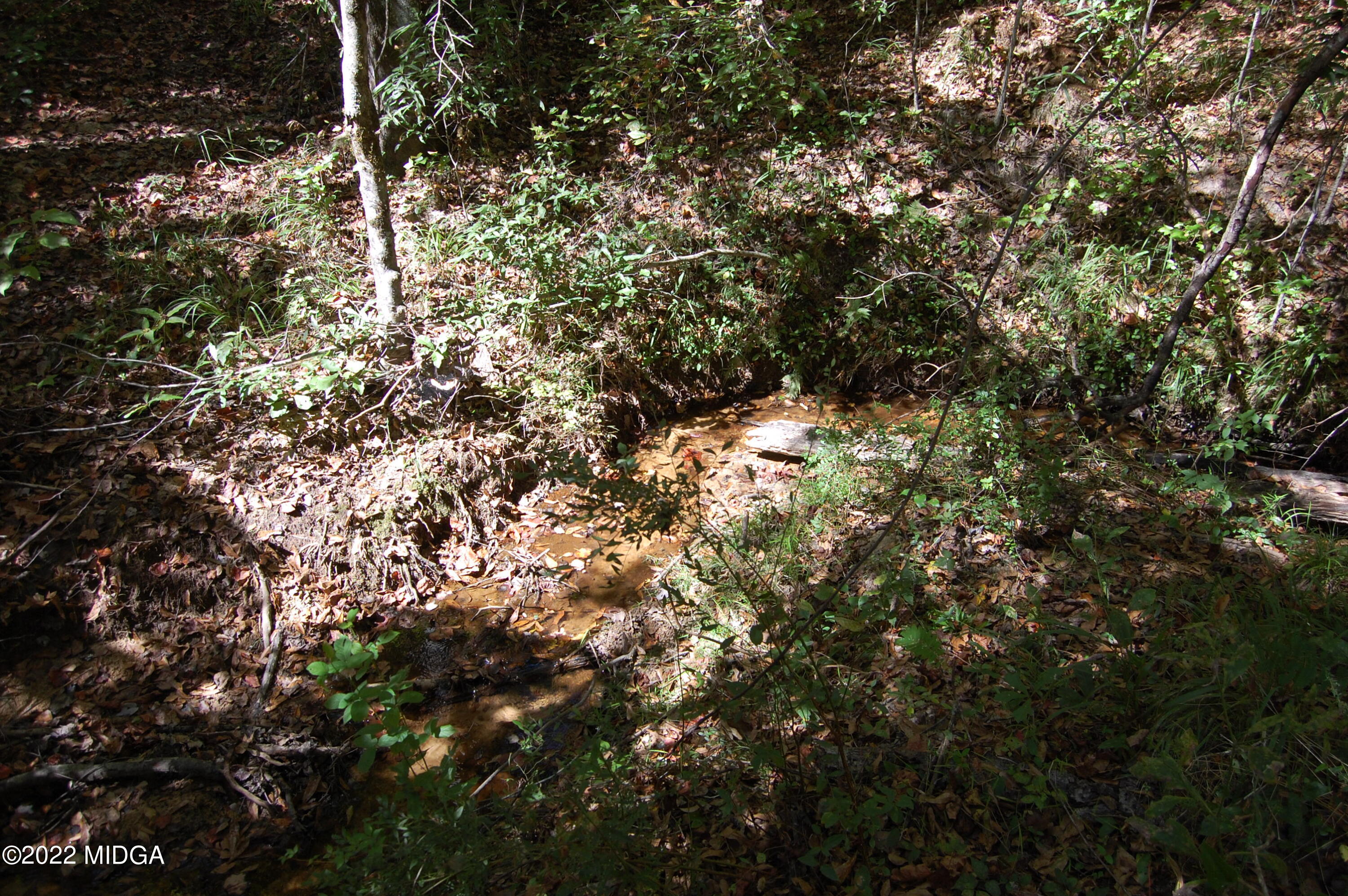 3125 Hamlin Road Lizella, GA 31052 - Photo 9 of 26 a view of a tree