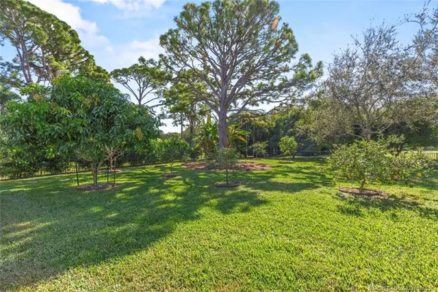 a view of a yard with plants and large trees