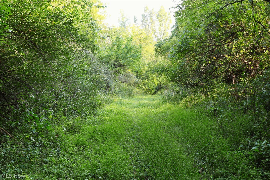 Groves Hill Road Caldwell, OH 43724 - Photo 35 of 44 Expansive natural landscape with dense foliage and a grassy path