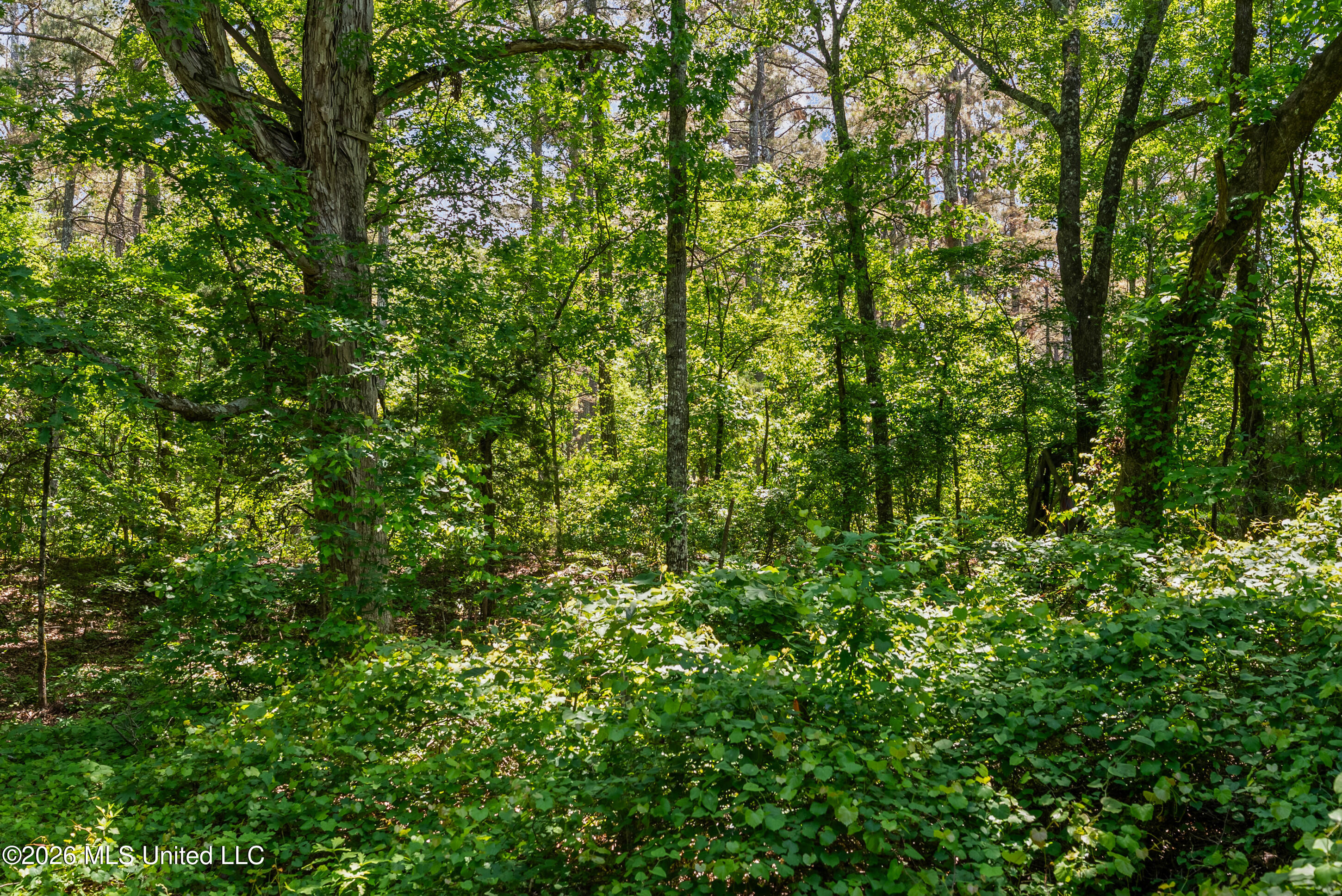 202 Powell Chapel Road Holly Springs, MS 38635 - Photo 25 of 59 dsc06365_print