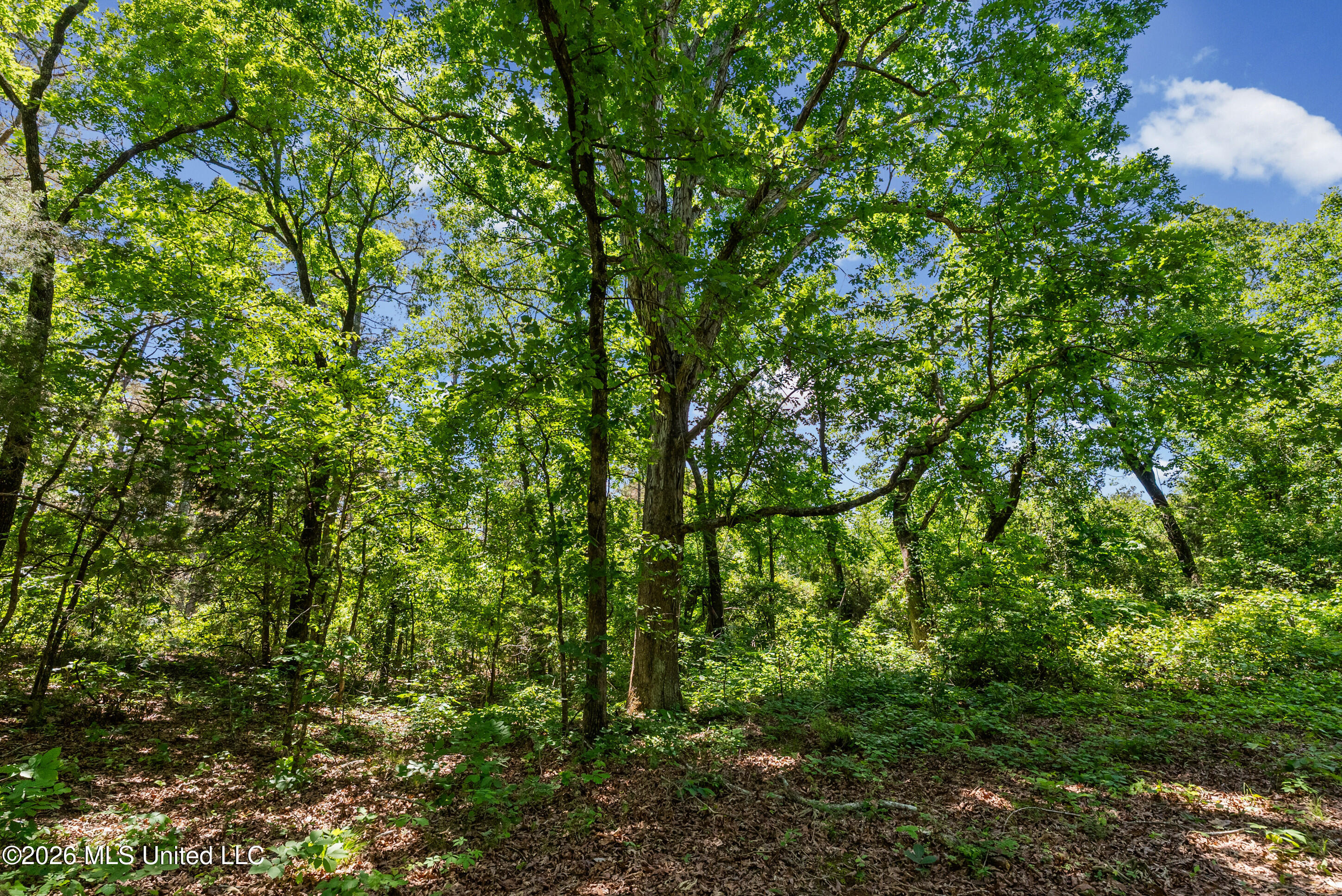 202 Powell Chapel Road Holly Springs, MS 38635 - Photo 28 of 59 dsc06389_print