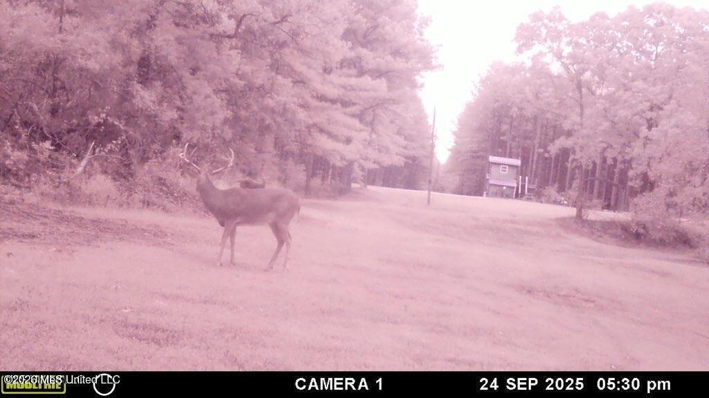 202 Powell Chapel Road Holly Springs, MS 38635 - Photo 52 of 59 20250929144536825099000000-o