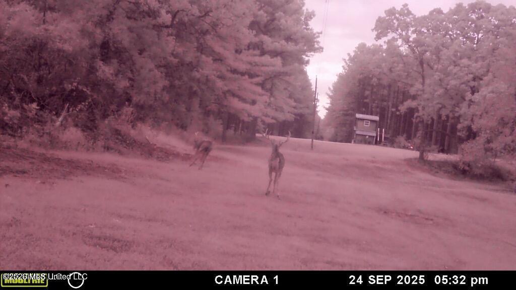 202 Powell Chapel Road Holly Springs, MS 38635 - Photo 53 of 59 20250929144537282664000000-o