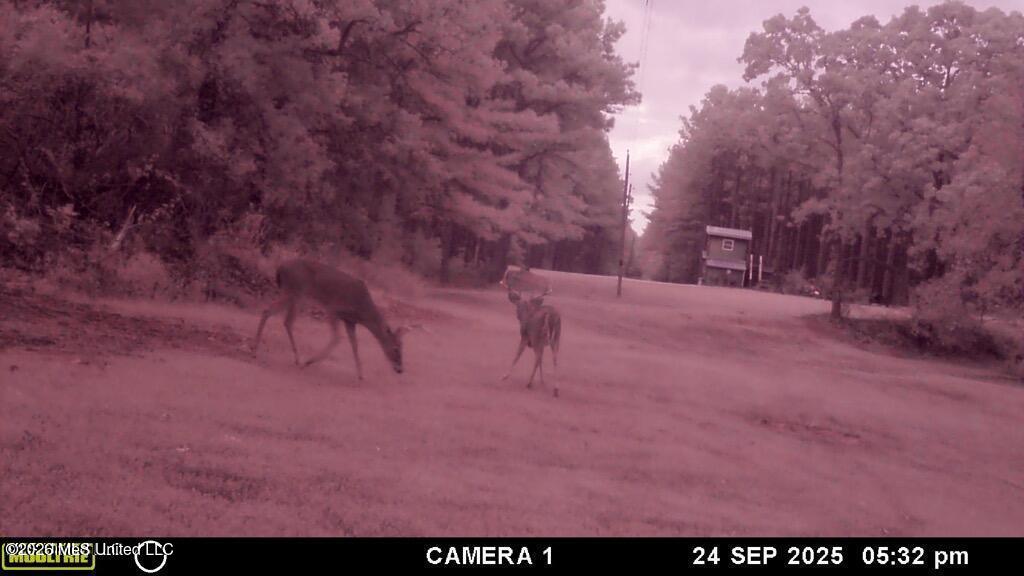 202 Powell Chapel Road Holly Springs, MS 38635 - Photo 54 of 59 20250929144537734607000000-o