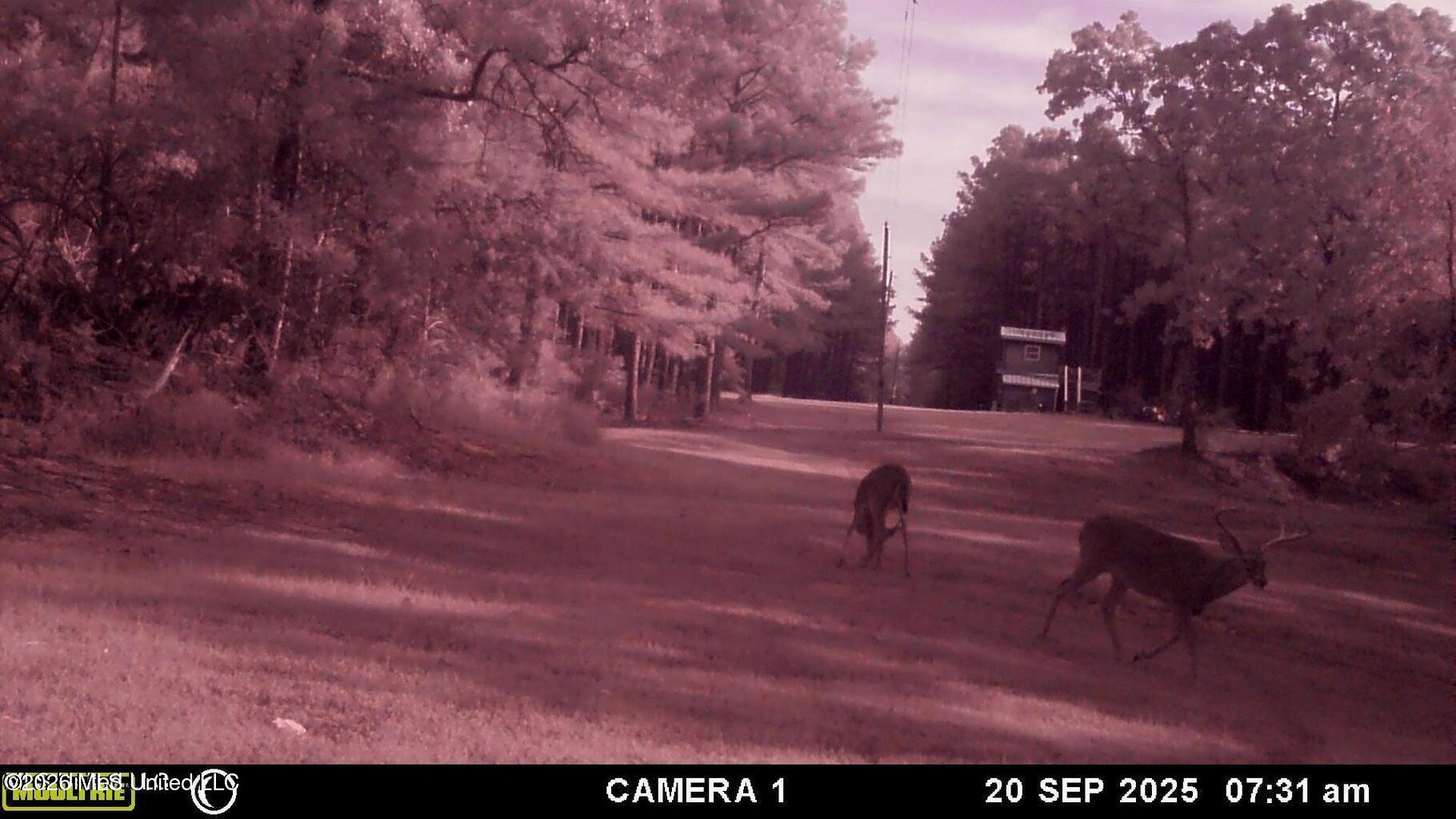 202 Powell Chapel Road Holly Springs, MS 38635 - Photo 55 of 59 20250929144538200444000000-o