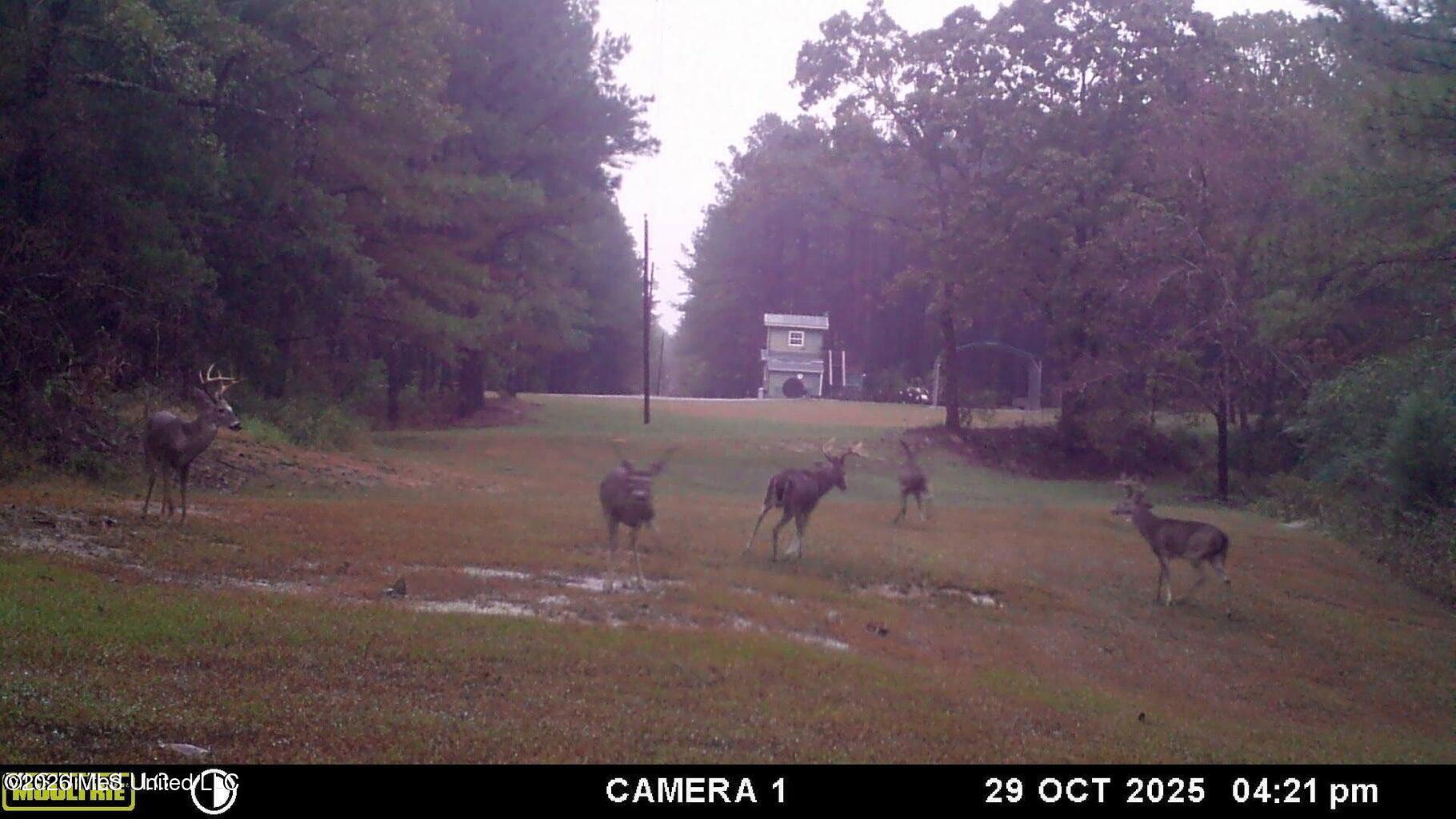202 Powell Chapel Road Holly Springs, MS 38635 - Photo 57 of 59 20251031181932638860000000-o