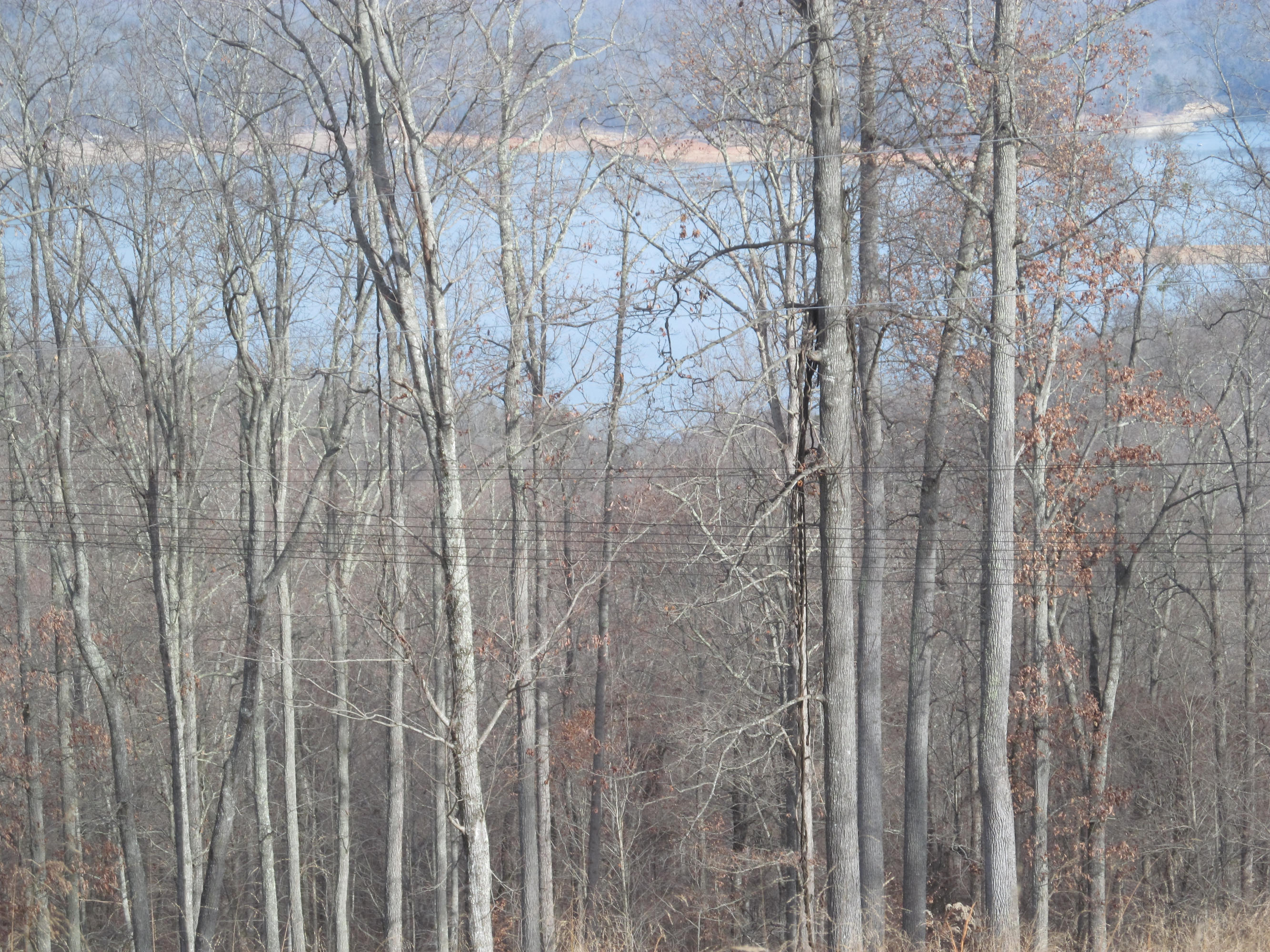 171 Robbins Road, Unit 171 Maynardville, TN 37807 - Photo 31 of 39 View of Lake