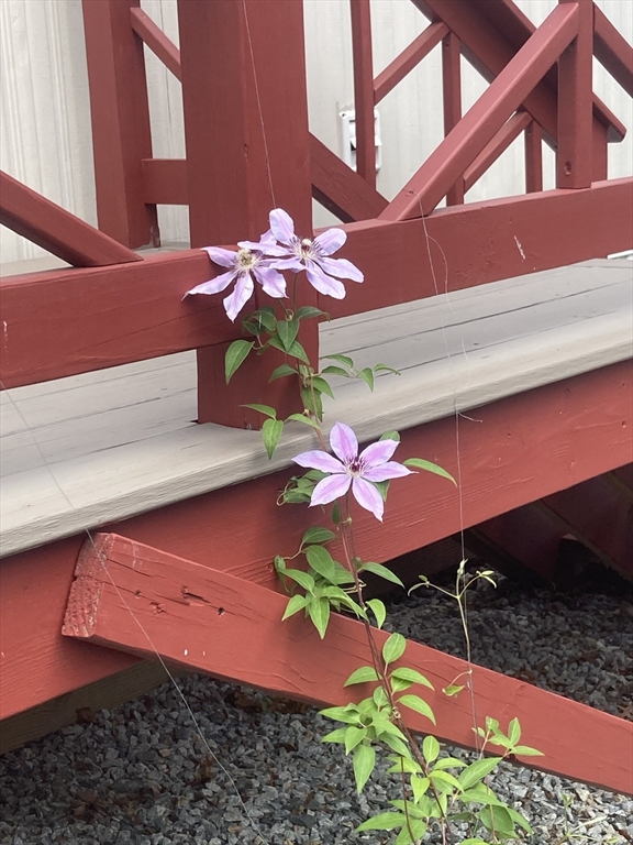 557 Southwest Cutoff, Unit 17 Worcester, MA 01607 - Photo 19 of 19 a view of a house with a backyard