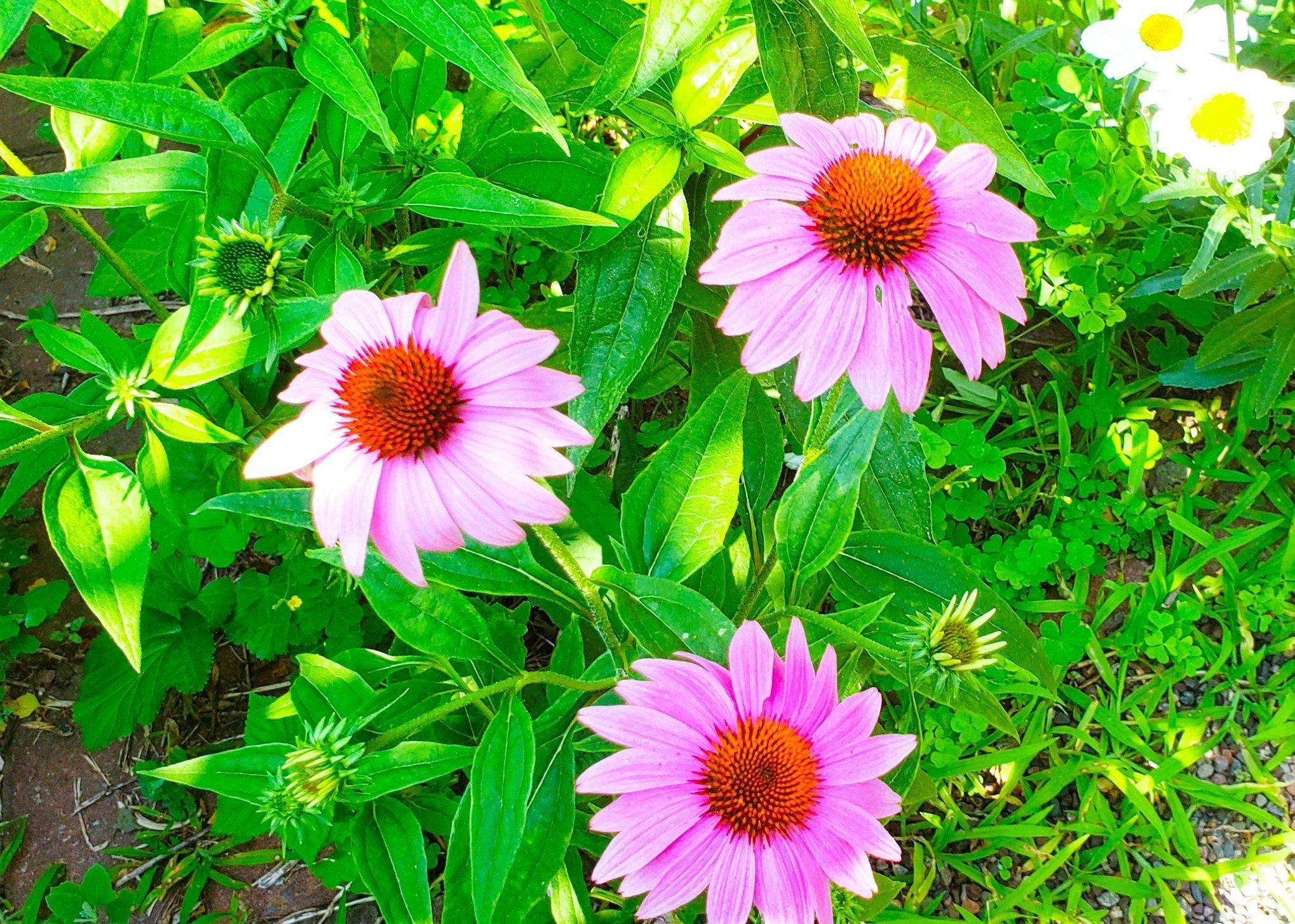 E2044 770th Avenue Knapp, WI 54749 - Photo 52 of 70