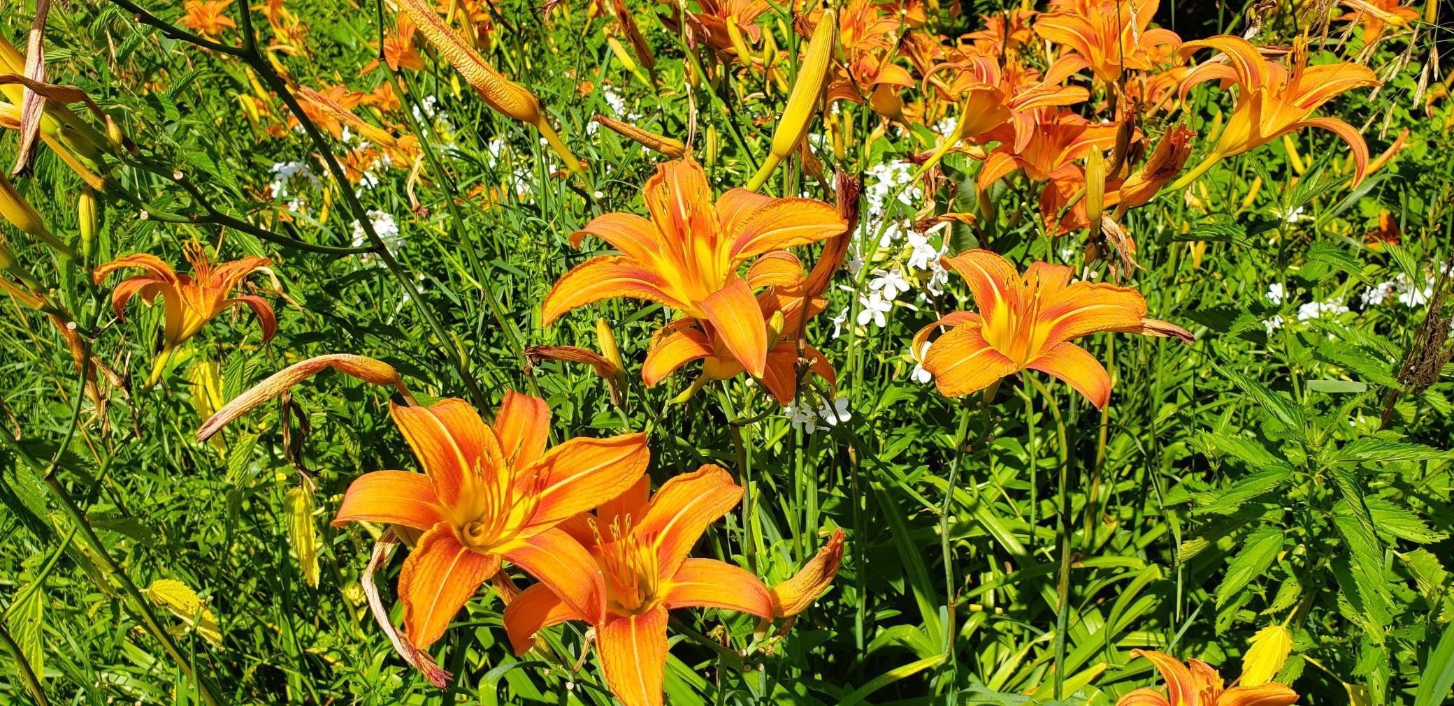 E2044 770th Avenue Knapp, WI 54749 - Photo 65 of 70