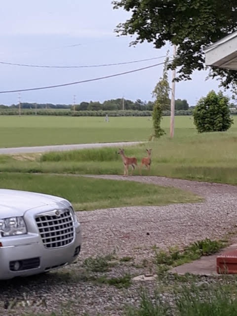 13846 Heffron Road Northeast Belding, MI 48809 - Photo 36 of 36 deer2