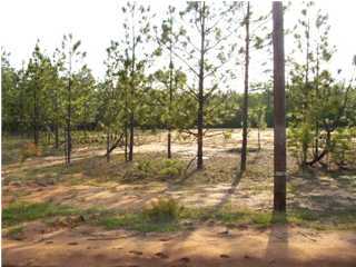 13-ac Clear Creek Road Crestview, FL 32539 - Photo 1 of 5 a view of a yard with trees