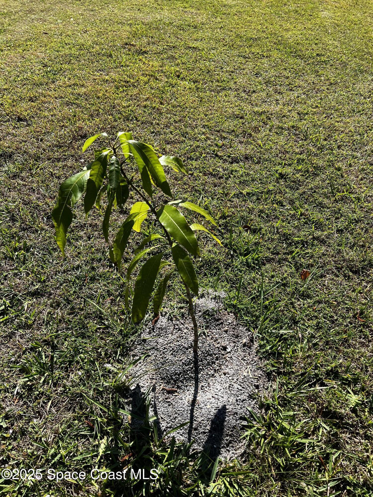 1898 Dragon Road Southeast Palm Bay, FL 32909 - Photo 37 of 40 Mango