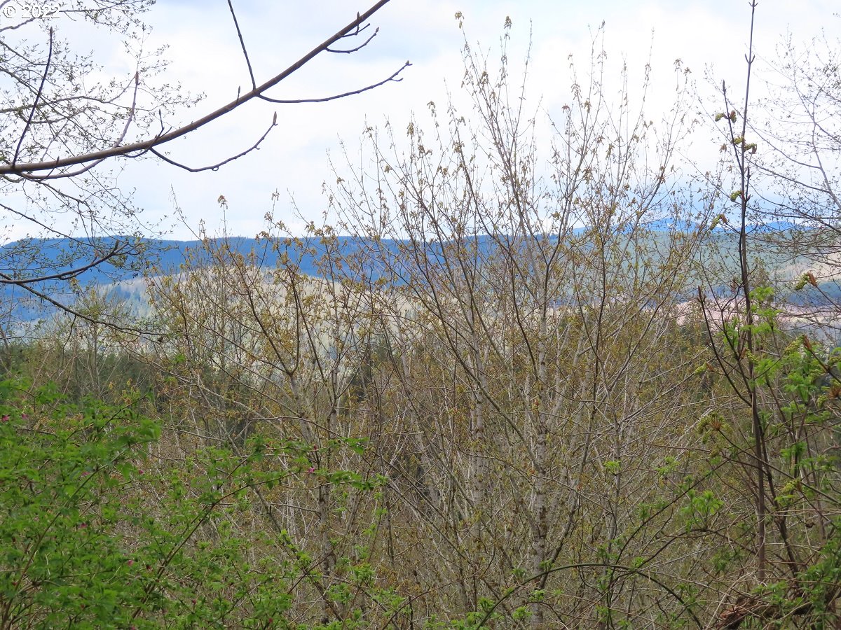 Hagen Road, Unit 14 Mossyrock, WA 98564 - Photo 25 of 32 Gallery Image 25