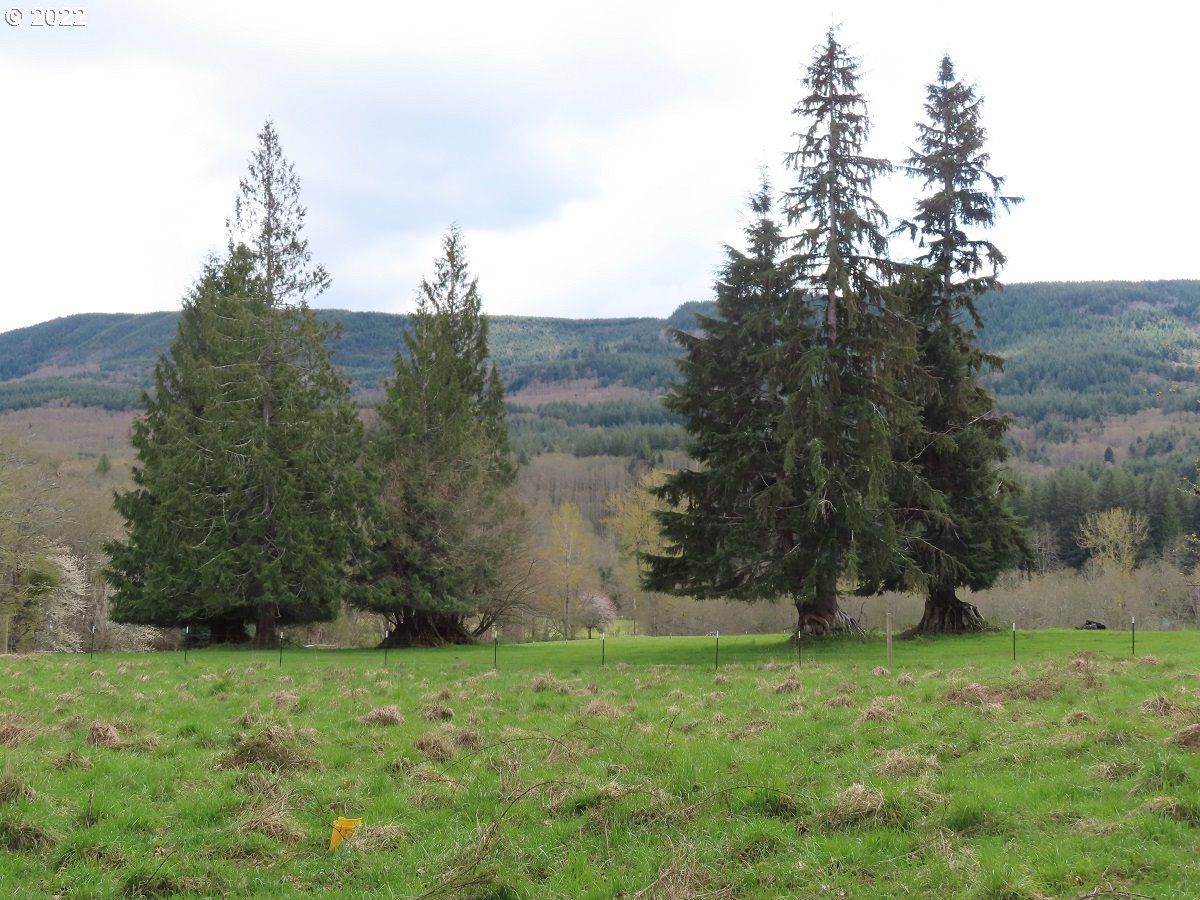 Hagen Road, Unit 14 Mossyrock, WA 98564 - Photo 27 of 32 Gallery Image 27