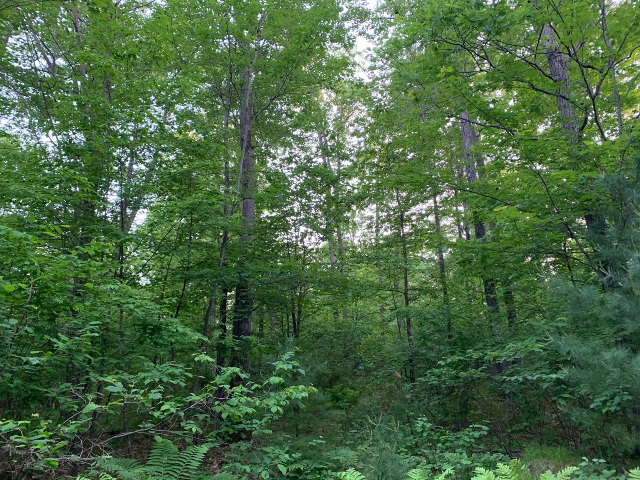 On North Bluebird Road, Unit 5 98 ACRES Lake Tomahawk, WI 54539 - Photo 4 of 13 Gallery Image 4