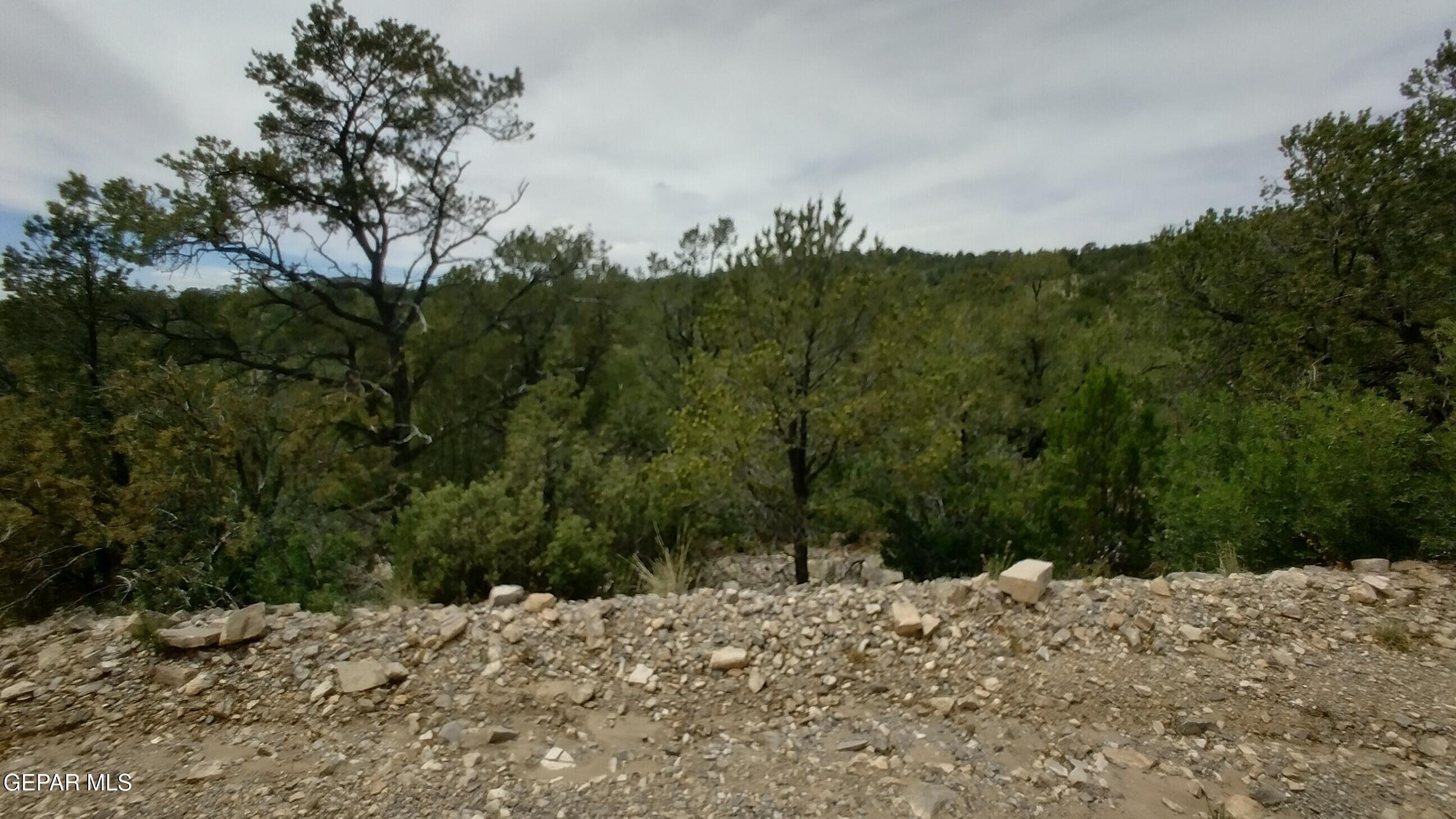 60 Canyon Road Timberon, NM 88350 - Photo 1 of 8 a view of a dry yard with trees in the background