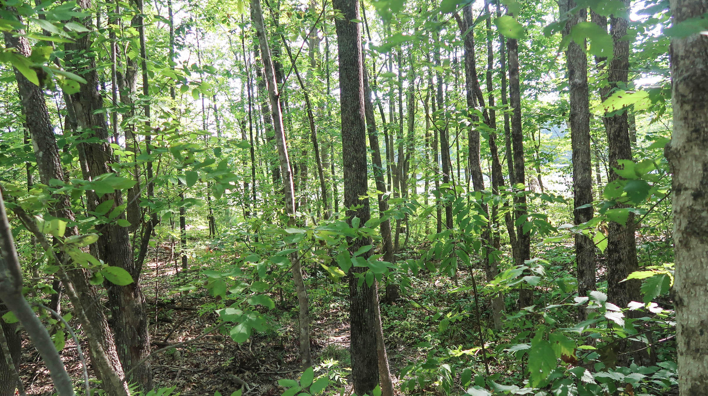 0 Hayden Road Augusta, ME 04330 - Photo 10 of 11 IMG_0508