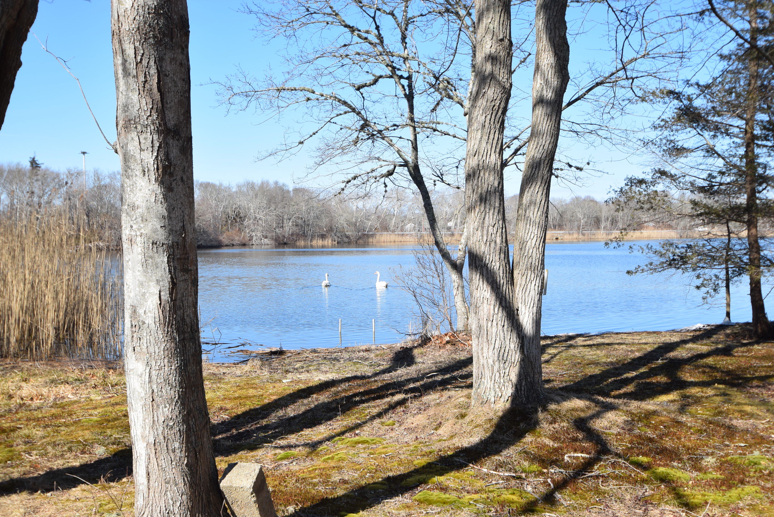 42 Locust Road Orleans, MA 02653 - Photo 3 of 36 42Locust Pond