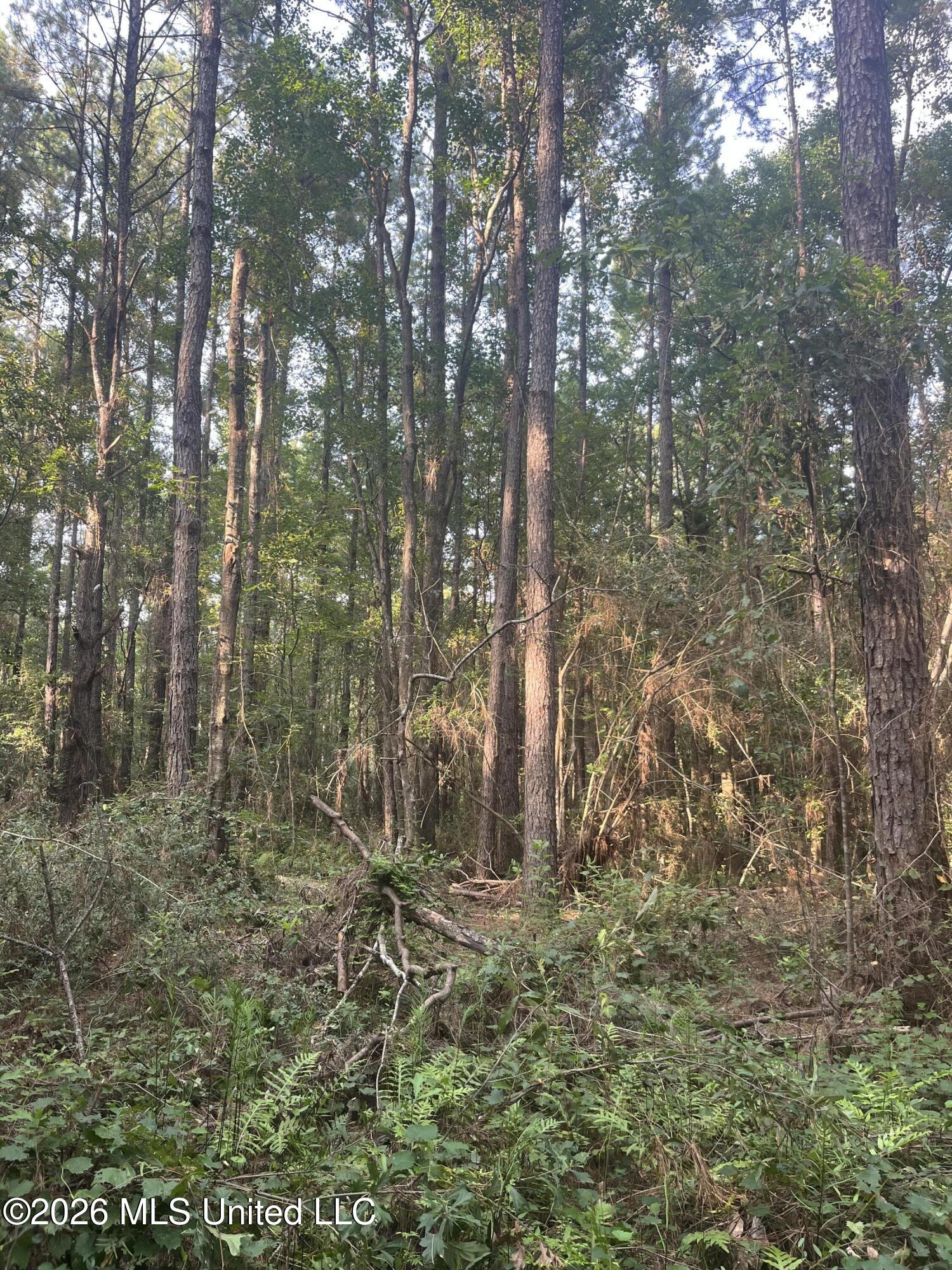 0 Crane Creek Road Perkinston, MS 39573 - Photo 10 of 17 IMG_5007