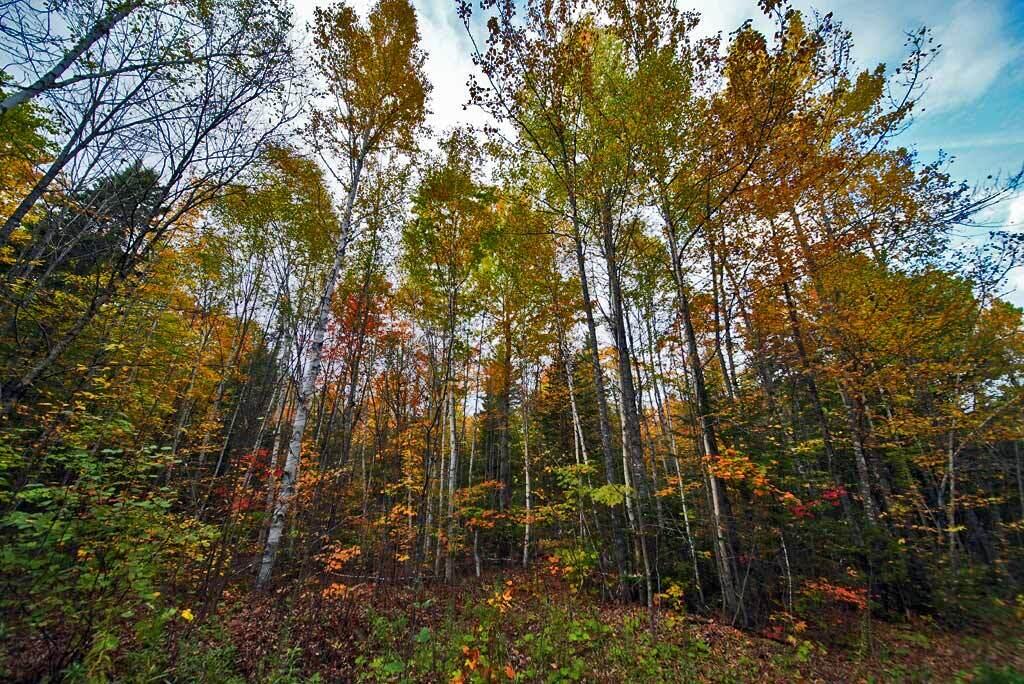 Lot 12 Winter Road Linneus, ME 04730 - Photo 7 of 38 cabin-site-northern-me-land