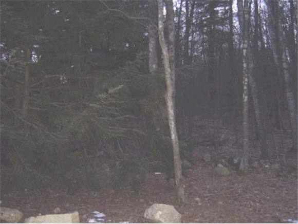 Lot 9-2 Willey Road Milton, NH 03852 - Photo 1 of 1