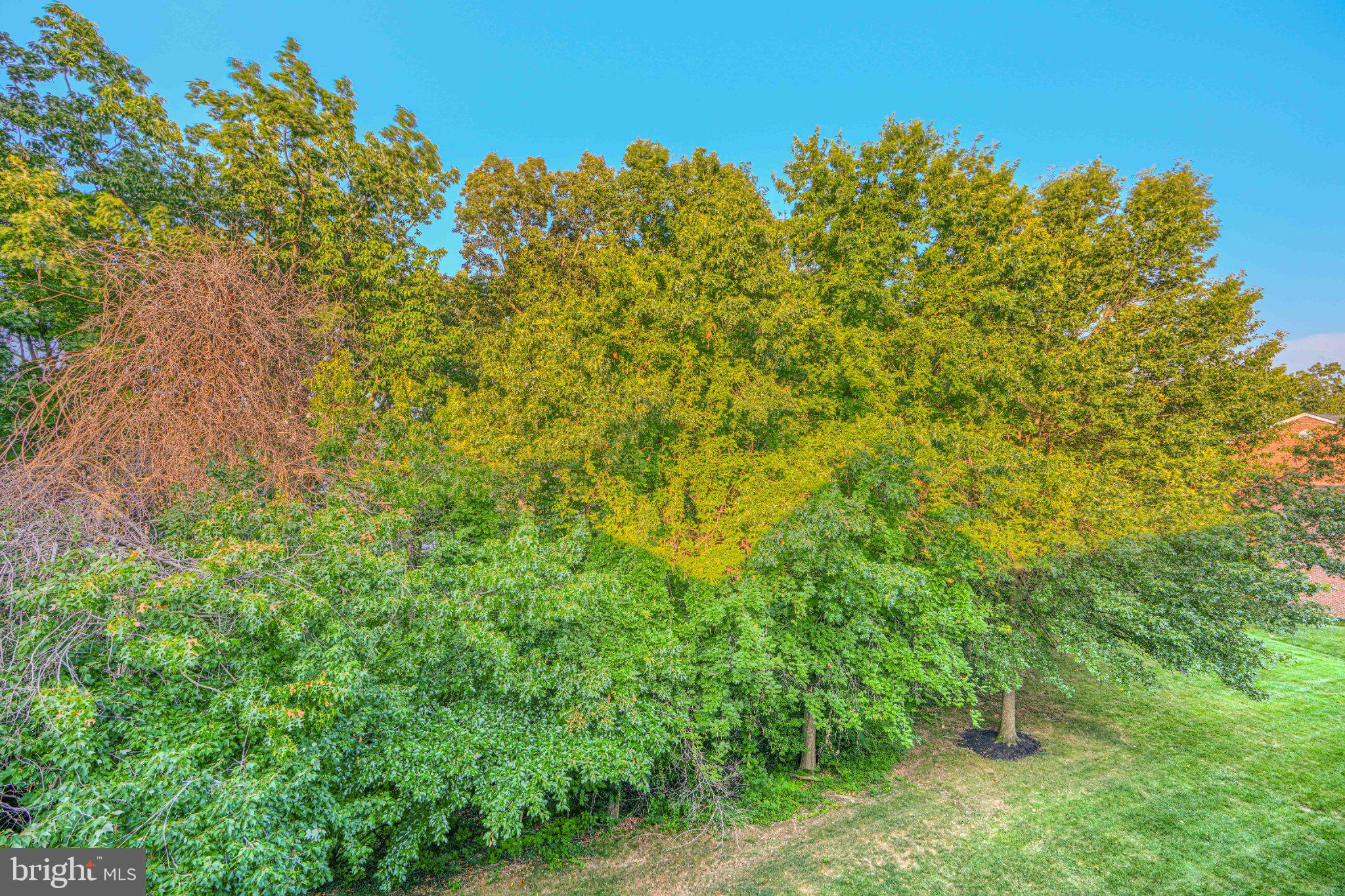 4100 Chardel Road, Unit 3B Baltimore, MD 21236 - Photo 20 of 40 Lush greenery under a clear sky.