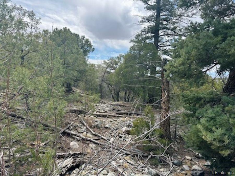 313 Arrastre Road Mosca, CO 81146 - Photo 11 of 18 a view of a forest filled with trees