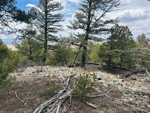 313 Arrastre Road Mosca, CO 81146 - Photo 12 of 18 a view of a forest filled with trees