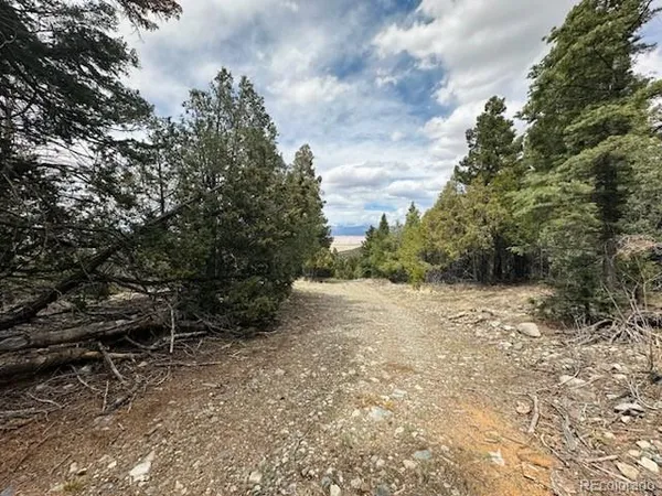 a view of a forest with trees in the background