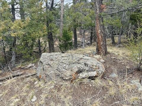 313 Arrastre Road Mosca, CO 81146 - Photo 15 of 18 a view of a forest with trees in the background