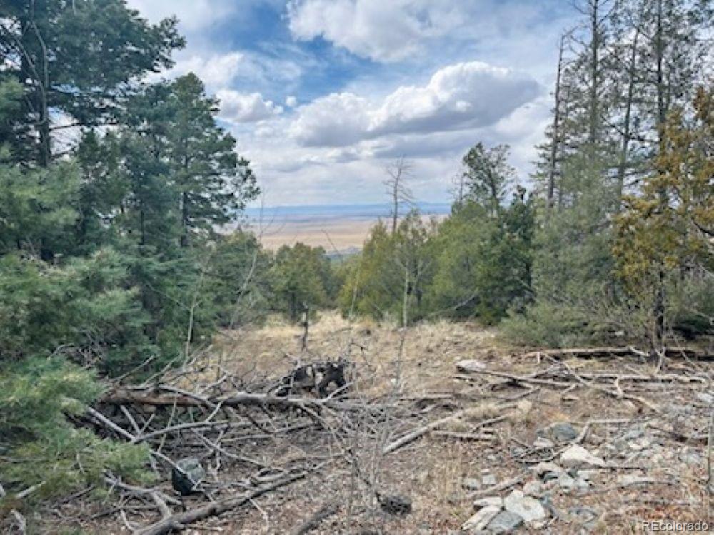 313 Arrastre Road Mosca, CO 81146 - Photo 17 of 18 a view of a yard with lots of trees
