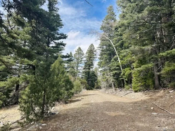 a view of a forest with trees in the background