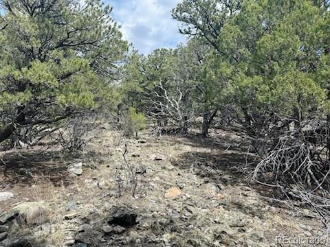 313 Arrastre Road Mosca, CO 81146 - Photo 9 of 18 a view of a yard with a tree
