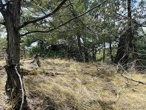 a view of a forest filled with trees