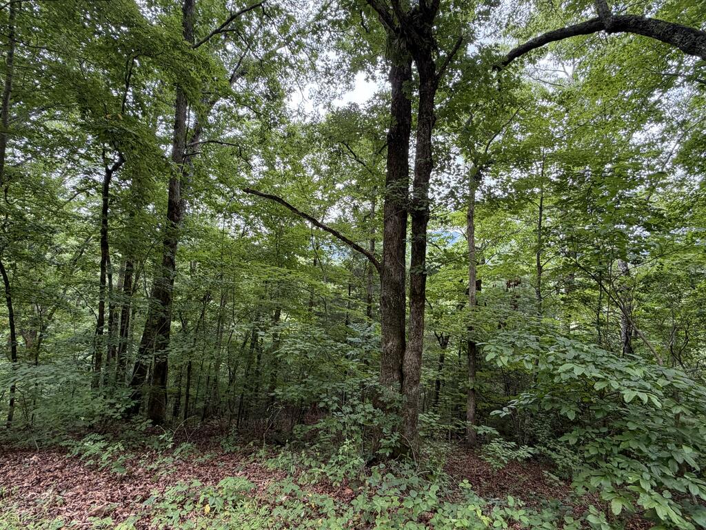 4.63 Twiggs Road Hiawassee, GA 30546 - Photo 4 of 20 Gallery Image 4
