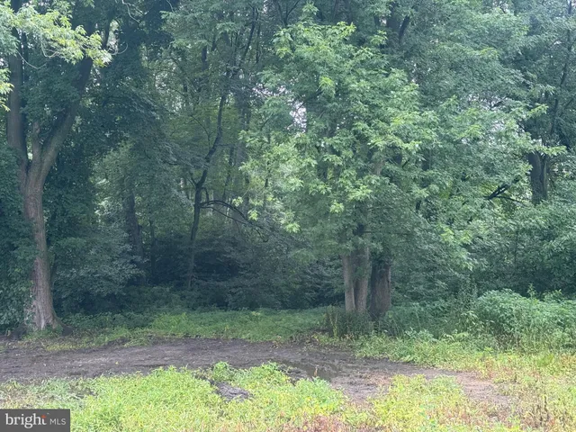 a view of a forest with trees in the background